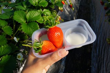 Strawberry Picking at Tsukuihama