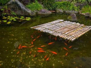 Cảnh thường thấy ở Nhật Bản: những đồng xu ở trong các ao cá vàng
