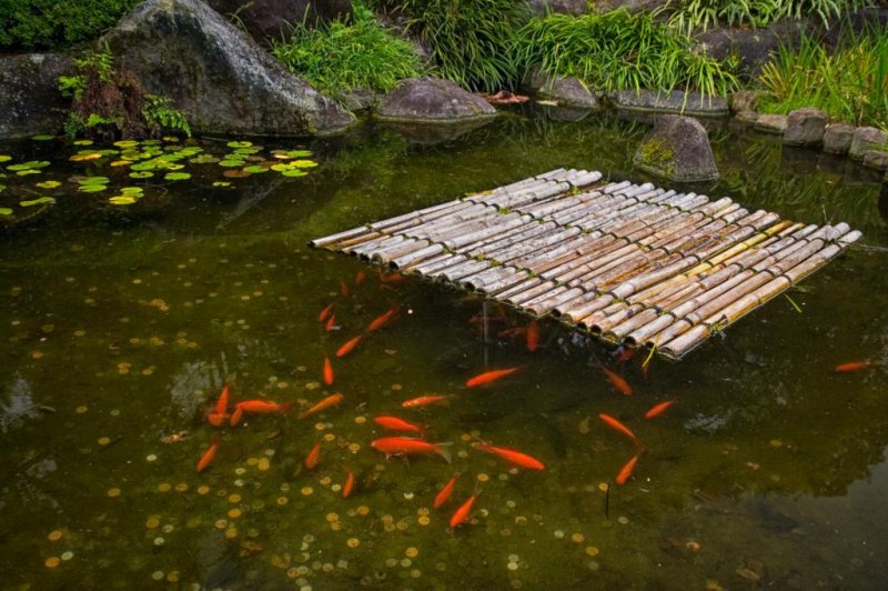 Often seen in Japan: Goldfish with coins in a pond.