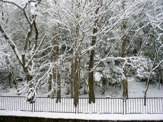 Pepohonan di pinggir kanal terliaht seperti salah satu scene di film Narnia