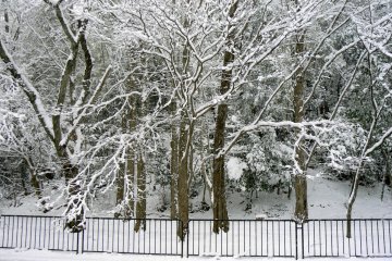 <p>Trees beside the canal look like a scene from Narnia</p>