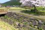 Hoa anh đào ở Tàn tích Asakura