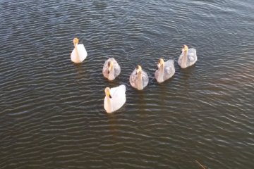 <p>Swimming in formation</p>