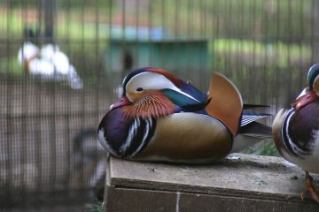 <p>You can also see lots of gorgeous birds.</p>