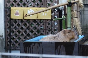 A capybara taking a bath, which is a popular thing to see in the winter.