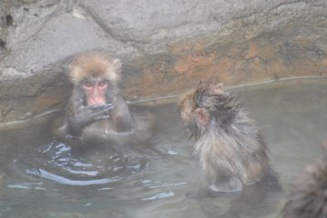 <p>The monkeys taking a bath. It looks so warm!</p>