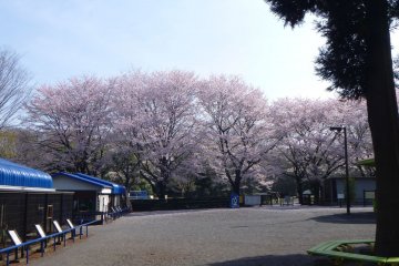 <p>Cherry blossoms in full bloom during the spring. It is spacious enough to enjoy a leisurely walk.</p>