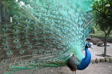 <p>The beautiful feathers on display.</p>
