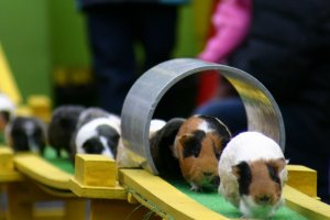 Cute guinea pigs running home over the bridge and through the tunnel.