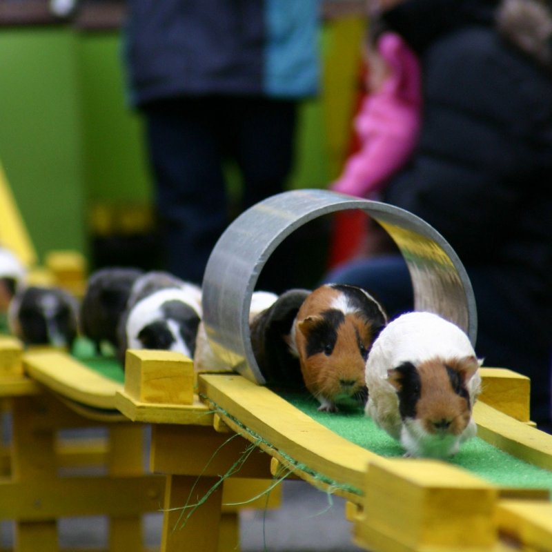 <p>Cute guinea pigs running home over the bridge and through the tunnel.</p>