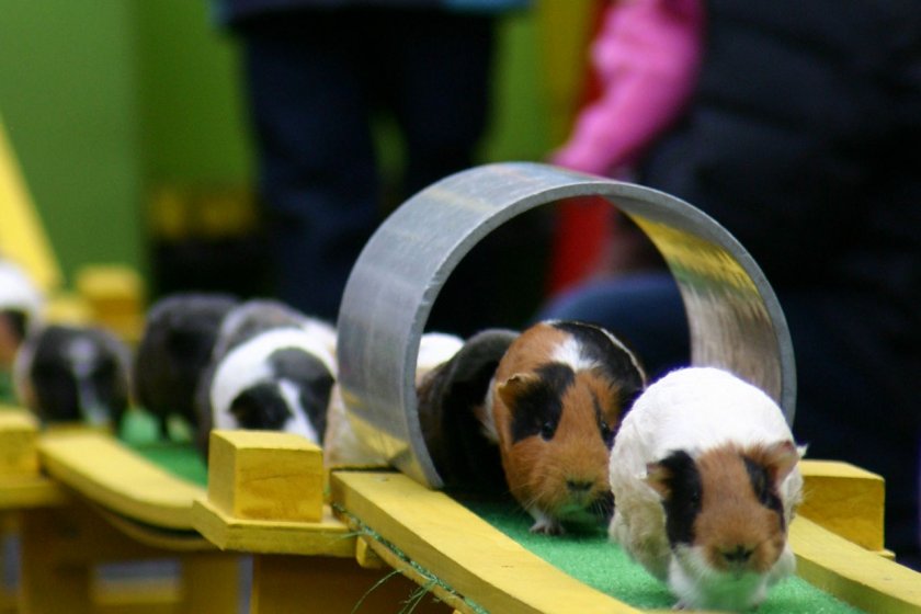 Cute guinea pigs running home over the bridge and through the tunnel.
