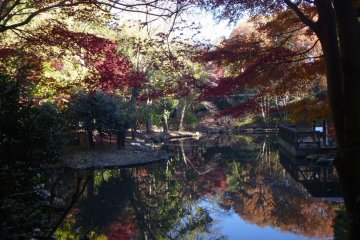 <p>Enjoy the beautiful colors of fall as you feed the turtles that live in these ponds.</p>