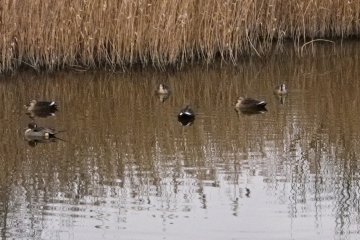 Птицы, отдыхающие на пруду. 