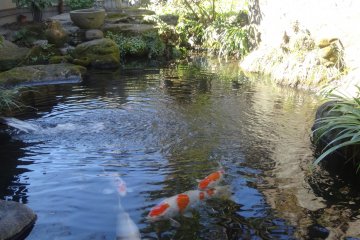 <p>A beautiful koi pond on site</p>