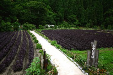 Fields of red shiso (perilla) behind Doishibazuke Restaurant