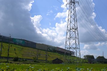 <p>Electricity pylon towering over a lotus field</p>