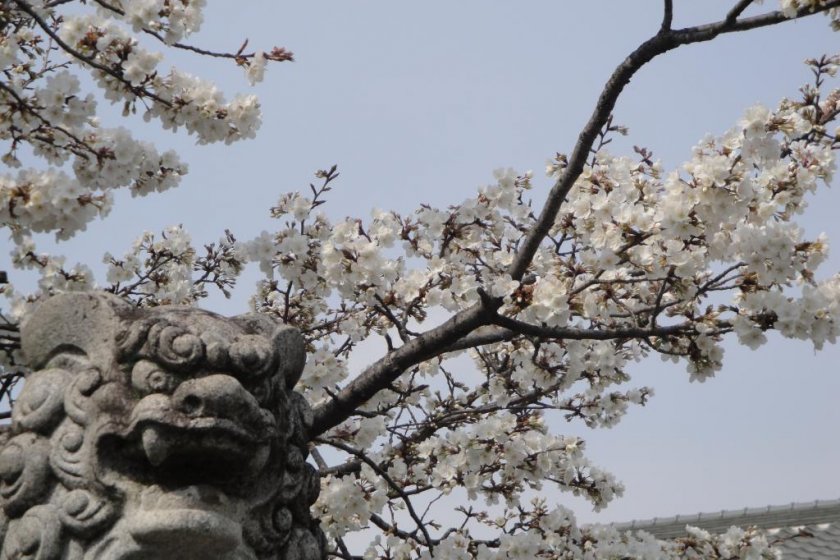 Guardian lion and sakura, near the Zen temple