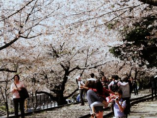 Peu d'endroits au monde abritent des rails de train cachées par un tunnel de cerisiers en fleurs