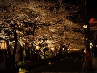À medida que a noite cai, porque não tomar uma bebida num dos bares na rua Kiyamachi? Aí vai encontrar um belo túnel de rosas e brancos suavemente iluminado após o pôr-do-sol.