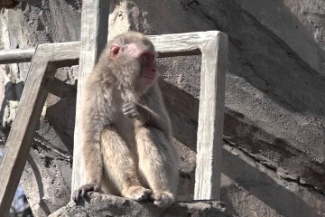 Ueno Zoo #3 – Various Monkeys