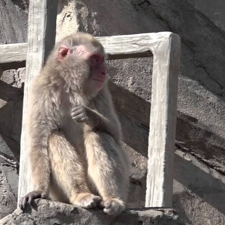 Jardim Zoológico de Ueno #3 - Vários Macacos
