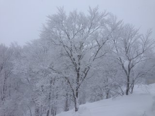 I love the white trees!