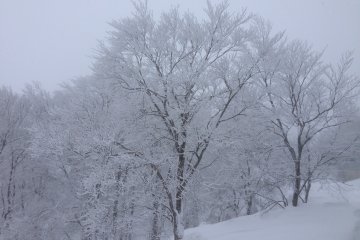 <p>I love the white trees!</p>