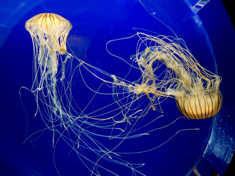 <p>I&#39;m fascinated by jellyfish!</p>