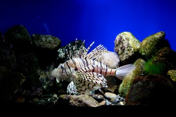 <p>A magnificent lionfish (also known as zebrafish, firefish, turkeyfish or butterfly-cod!)</p>