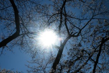 <p>Even squinting at the sun through the trees is a beautiful sight.</p>