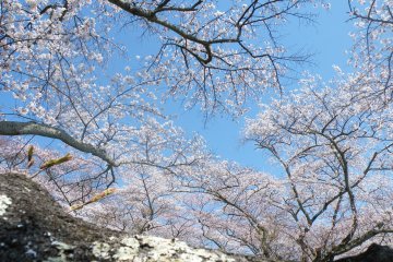 <p>These trees are rather tall and their branches spread out to make a wonderful cover of blossoms.</p>