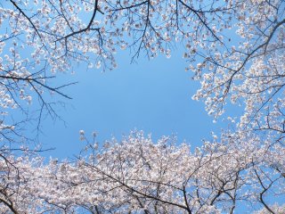 Setiap tempat yang Anda pilih akan memberikan Anda pemandangan bunga sakura. Ini adalah pemandangan saya ketika saya berbaring di selimut piknik