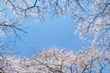 <p>Any spot you choose will give you a view of the blossoms. This was my view when I was lying down on the picnic blanket.</p>