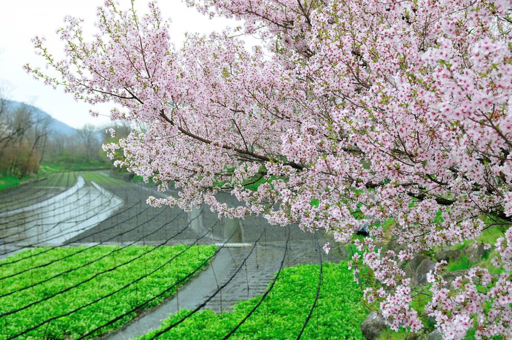 A mischievous breeze was plucking the cherry petals! The pink petals were dancing down toward the green wasabi (green horseradish).
