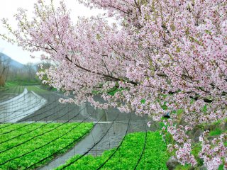 A mischievous breeze was plucking the cherry petals! The pink petals were dancing down toward the green wasabi (green horseradish).