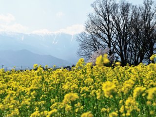 Pemandangan ikonik dari musim semi! Padang mustar yang berbunga dengan pegunungan setinggi 3000 meter yang menjulang di kejauhan.