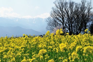 <p>Iconic scenery of spring! Blooming field mustard with towering 3,000 meter-high mountains in the distance.</p>