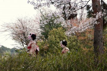 <p>Два молодые девушки, наряженные в кимоно майко</p>