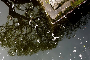 <p>Petals and reflections on the pond</p>