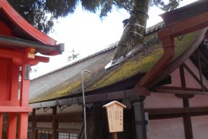 Un arbre sacr&eacute; dans le sanctuaire Kasuga-taisha