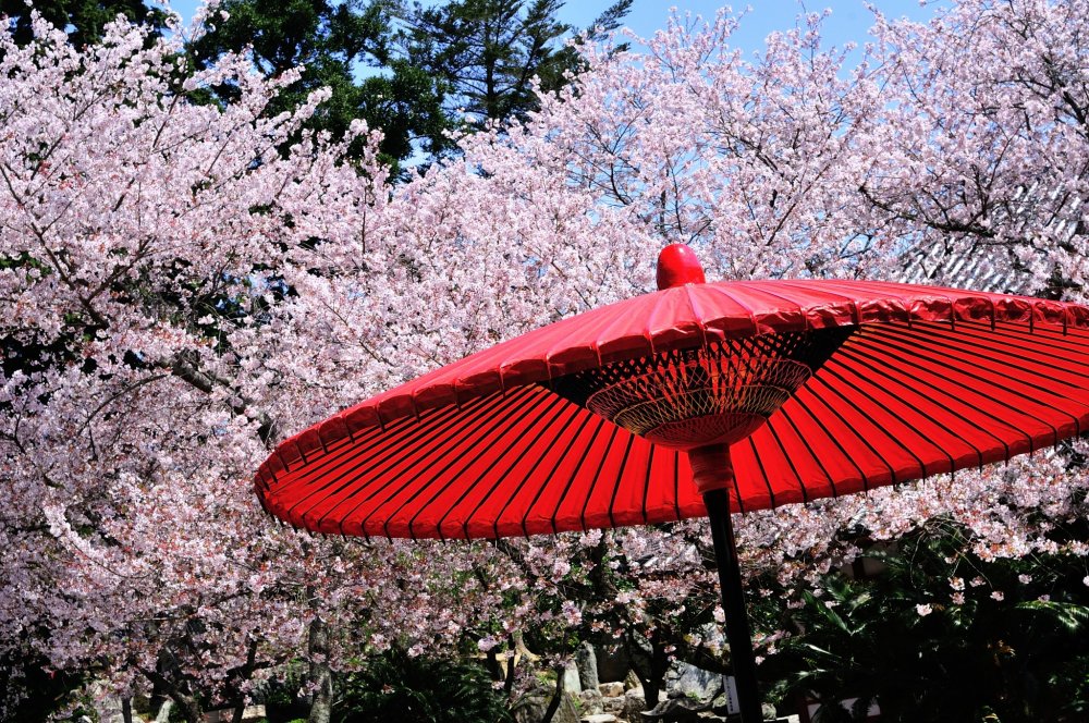 Di depan aula utama, payung Jepang merah tua membuat kontras yang mencolok dengan bunga sakura berwarna merah muda