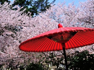 本堂前、深紅の番傘に満開の桜