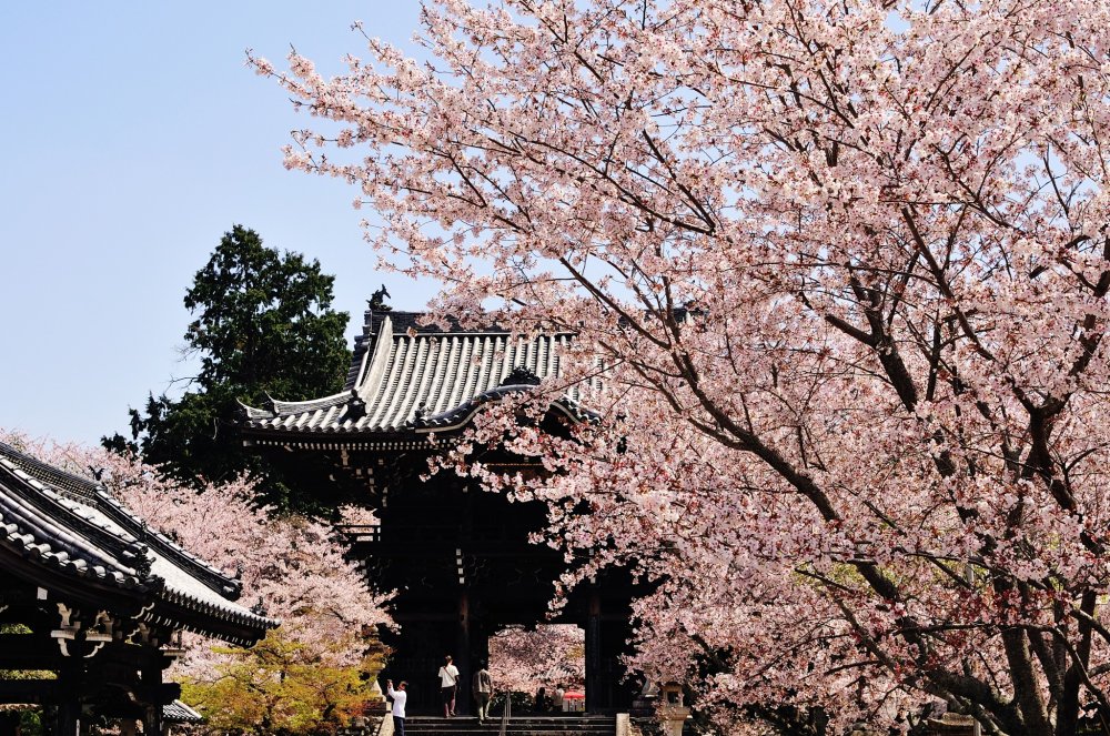 中門で行交う参拝者は皆、顔を上げ見事な桜を眺める