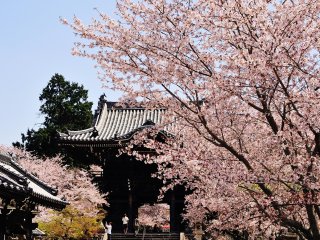 中門で行交う参拝者は皆、顔を上げ見事な桜を眺める