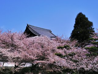 西国三十三所では最大と云われる本堂の甍。咲き乱れる桜が圧巻