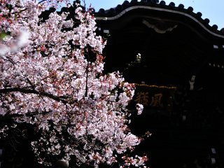 Bunga sakura yang indah dan tanda kuil 'Fu-mo-zan' menggantung dari atap gerbang tengah