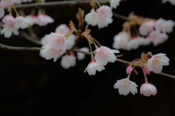 <p>Hachisuka-Sakura blossoms are more elegant than other Kan-Sakura blossoms</p>