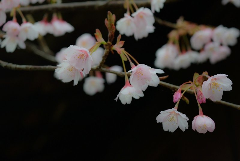 <p>Hachisuka-Sakura blossoms are more elegant than other Kan-Sakura blossoms</p>