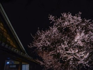 บ้านซามูไรกับต้นซากุระเก่าแก่