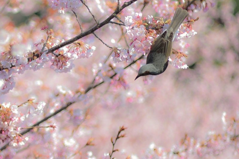 <p>Many &quot;Hachisuka-Sakura&quot; trees can also be seen in Tokushima Central Park, which was the garden of the castle</p>